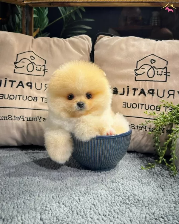 Oyuncu Karakterli Pomeranian Yavrularımız