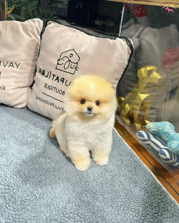 Oyuncu Karakterli Pomeranian Yavrularımız