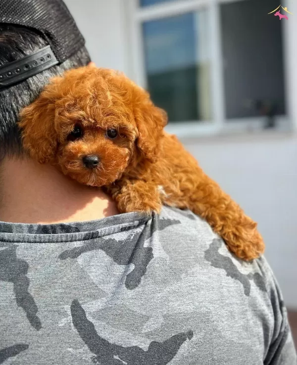 Sevecen Poodle Yavrularımız