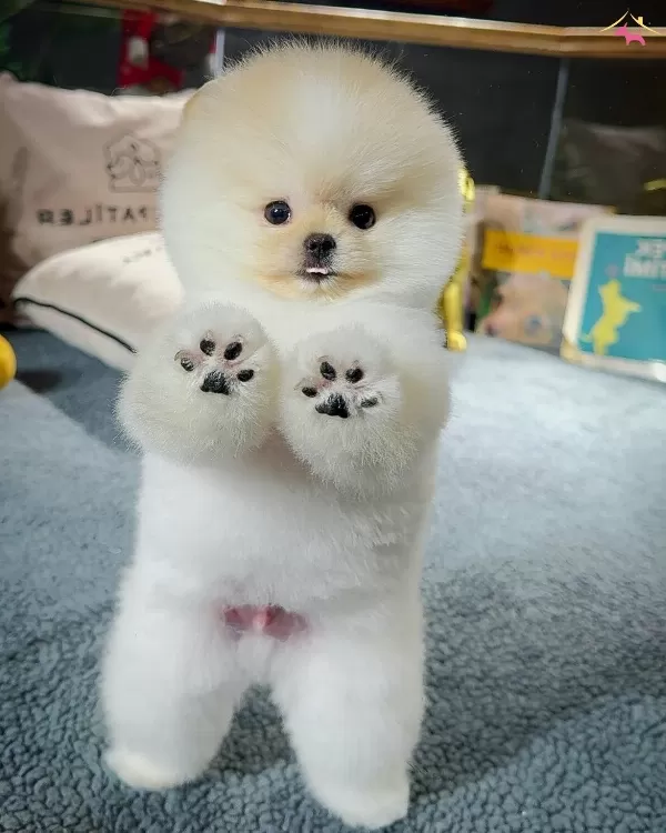 Safkan Pomeranian Boo Yavrularımız