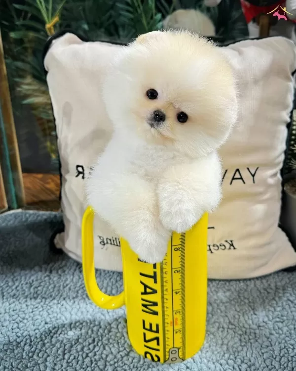 Safkan Pomeranian Boo Yavrularımız