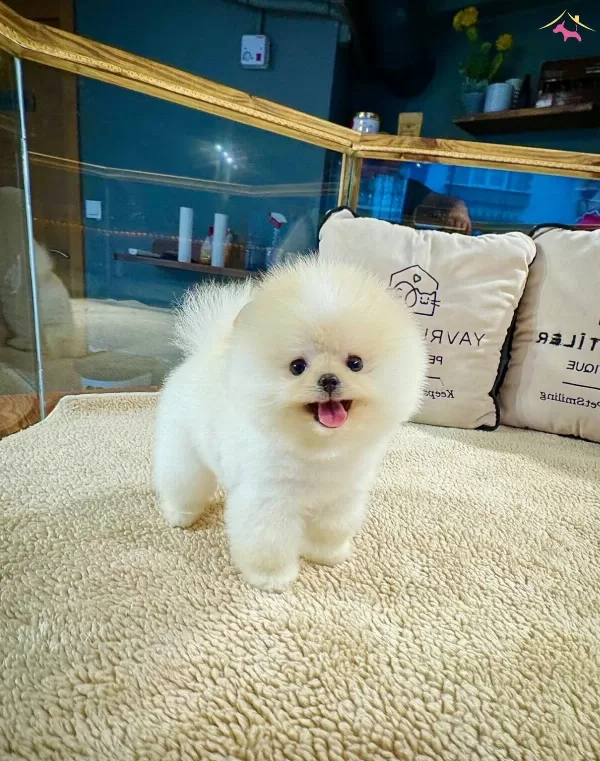 Safkan Pomeranian Boo Yavrularımız