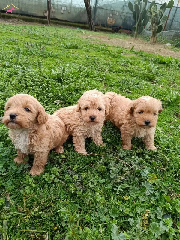 Poodle Ayarında Maltipoo Bebekler