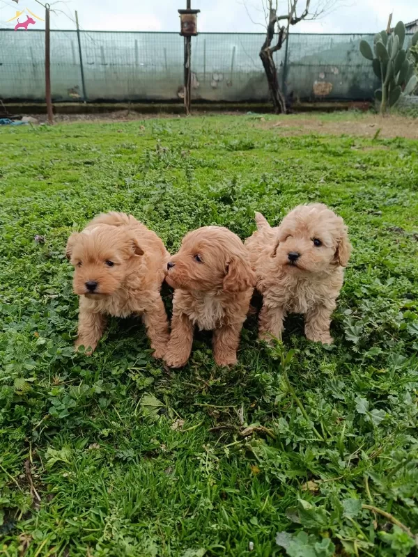 Poodle Ayarında Maltipoo Bebekler