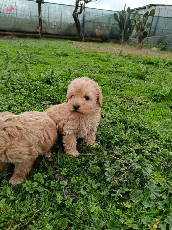 Poodle Ayarında Maltipoo Bebekler