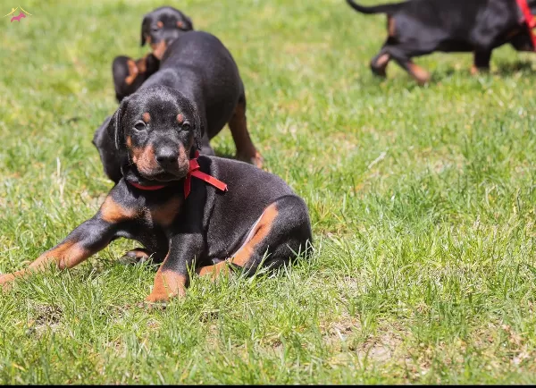 Kızıl Ve Siyah Doberman Yavrularım