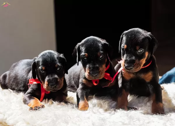 Kızıl Ve Siyah Doberman Yavrularım