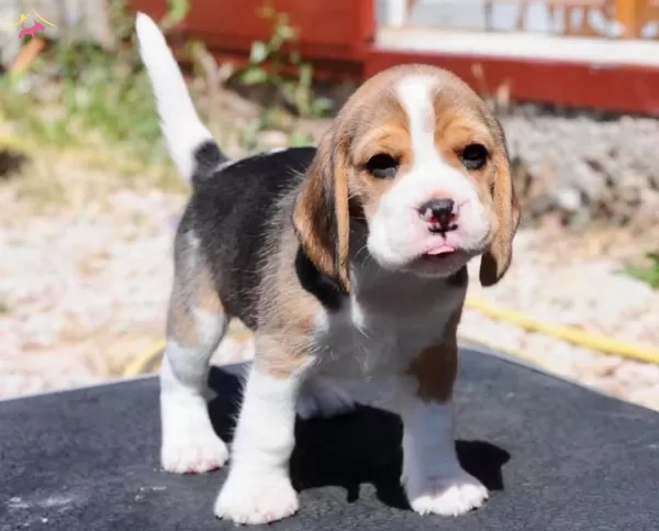 Irk Ve Sağlık Garantili Beagle Bebeklerim