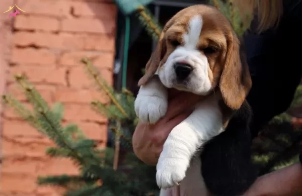 Irk Ve Sağlık Garantili Beagle Bebeklerim