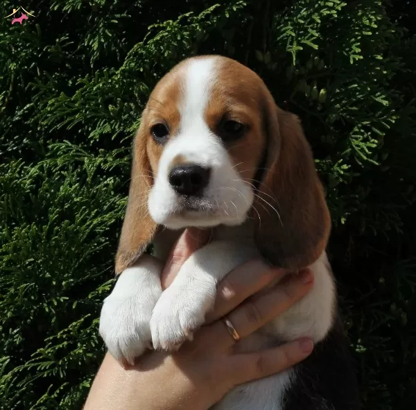 Irk Ve Sağlık Garantili Beagle Bebeklerim