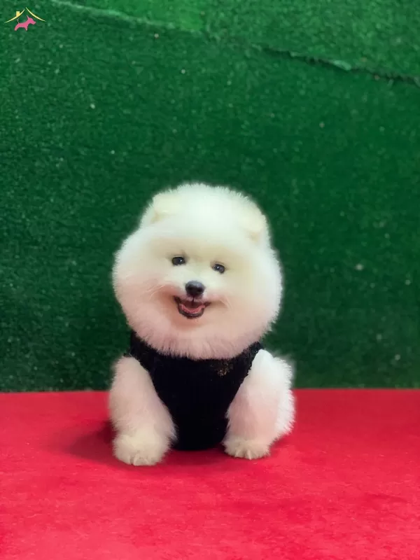 Sağlık Ve Irk Garantili Boo Yavrularım