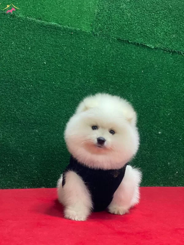 Sağlık Ve Irk Garantili Boo Yavrularım