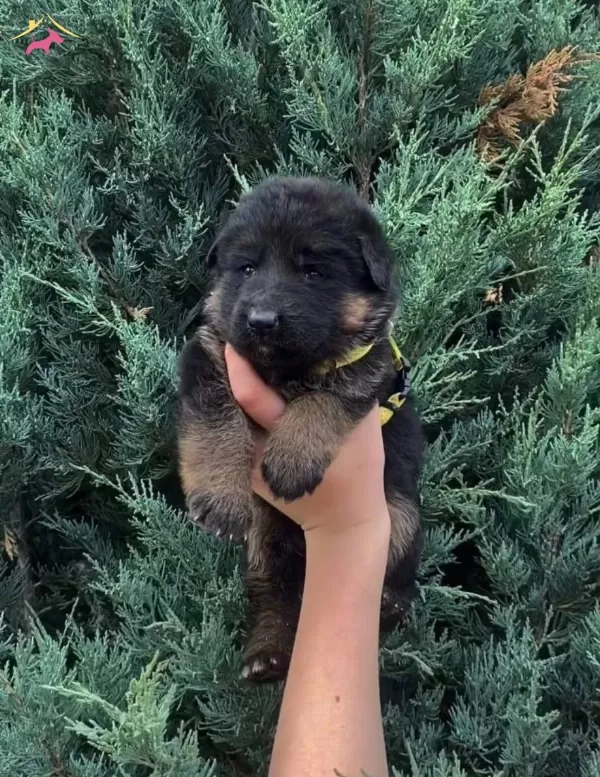 Dusuk Bel Alman Kurdu Yavrularım