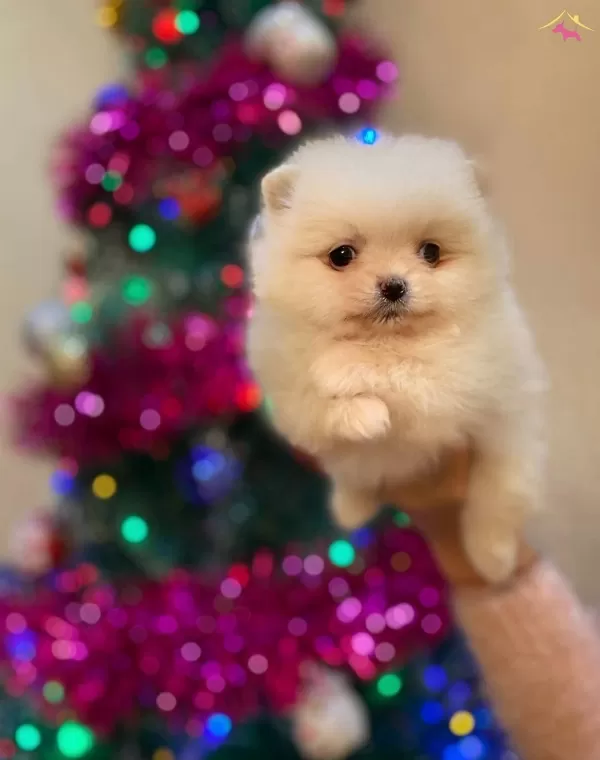 Ayı Surat Pomeranian Boo Bebeklerimiz