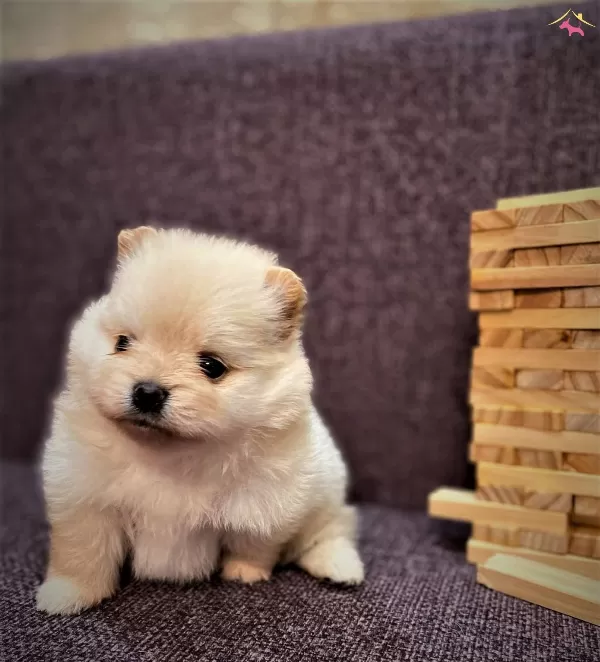 Ayı Surat Pomeranian Boo Bebeklerimiz