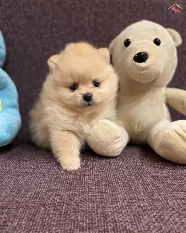 Ayı Surat Pomeranian Boo Bebeklerimiz