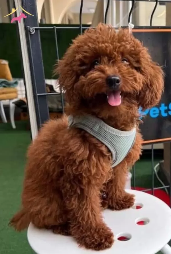 Tooy Poodle Kırmızı Red