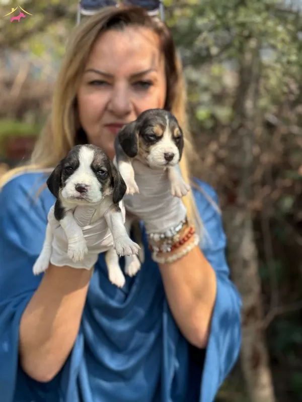 Efsane Beagle Yavrularımız