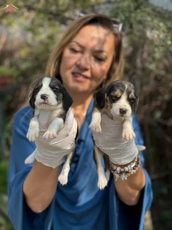 Efsane Beagle Yavrularımız
