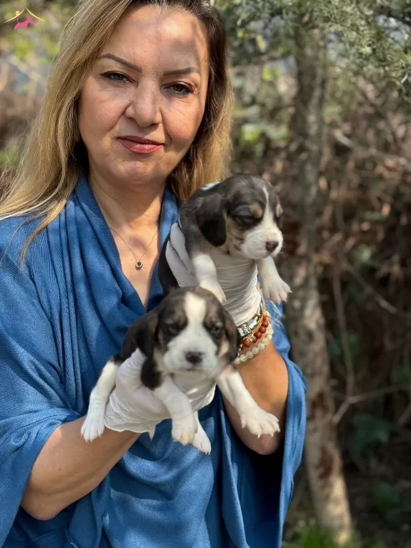 Efsane Beagle Yavrularımız