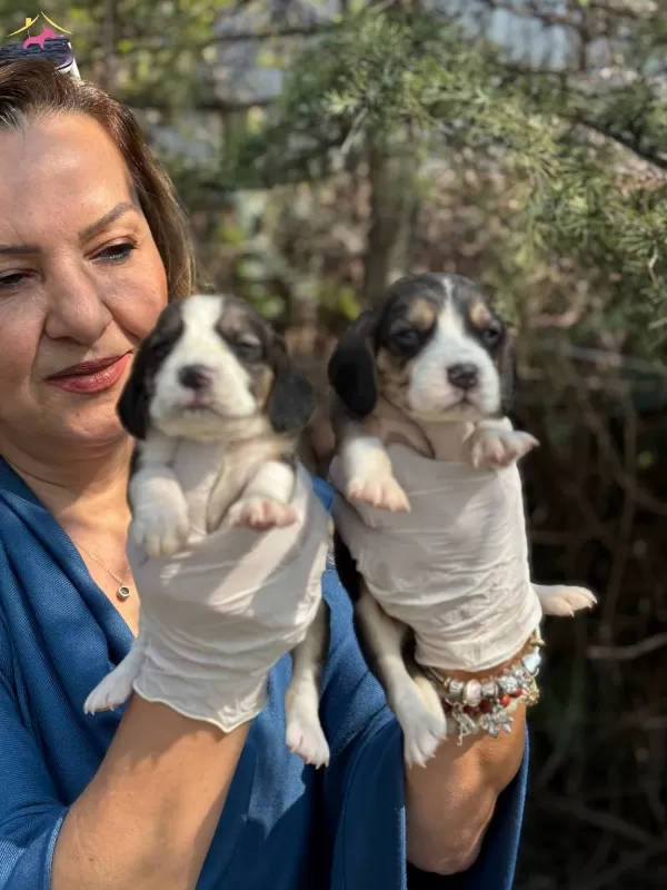 Efsane Beagle Yavrularımız