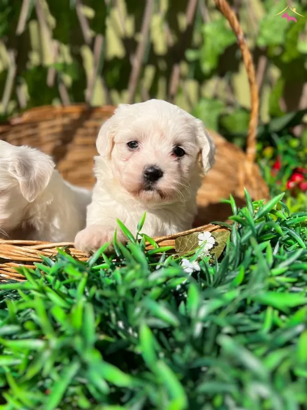 Kar Beyaz Irk Garantili Maltese Terrier Yavrular