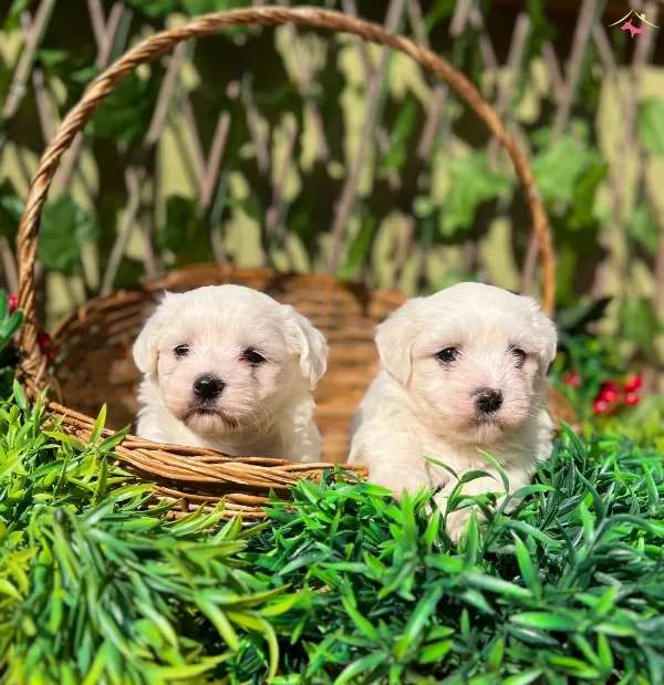 Kar Beyaz Irk Garantili Maltese Terrier Yavrular