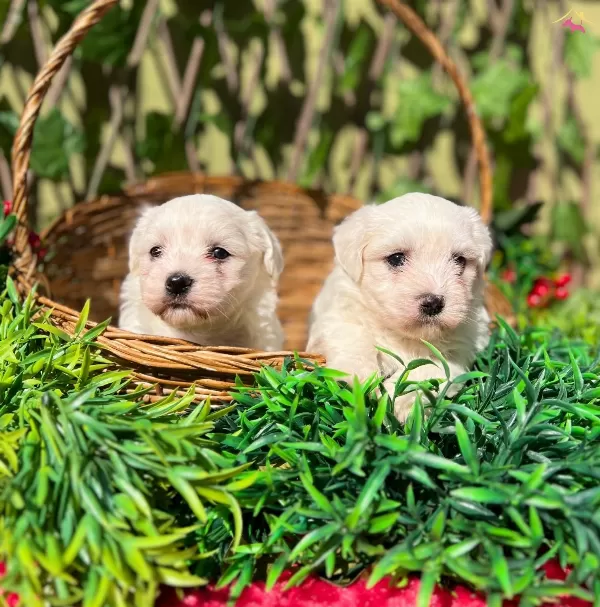 Kar Beyaz Irk Garantili Maltese Terrier Yavrular