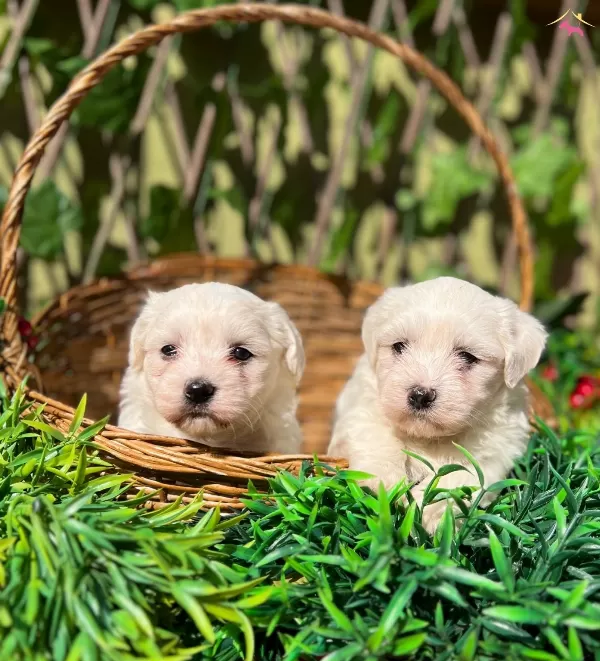 Kar Beyaz Irk Garantili Maltese Terrier Yavrular