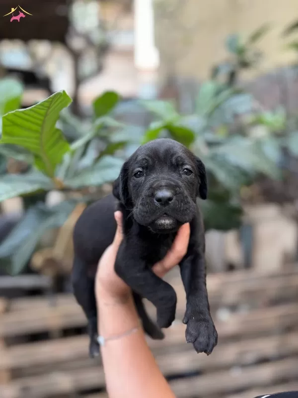 Muhteşem Anatomiye Sahip Cane Corso Yavrularım