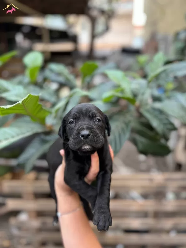 Muhteşem Anatomiye Sahip Cane Corso Yavrularım