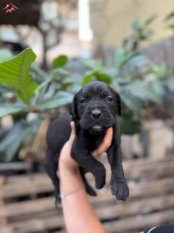 Muhteşem Anatomiye Sahip Cane Corso Yavrularım