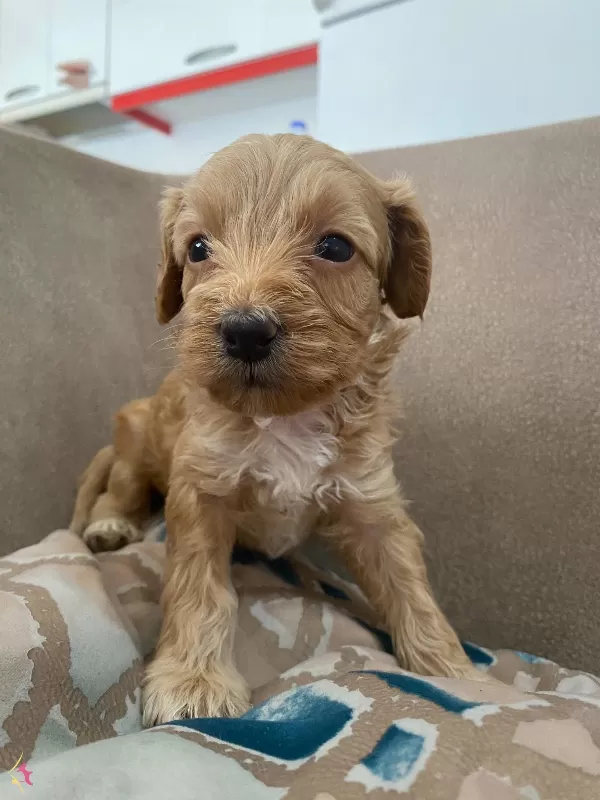 F2 Maltipoo Bebeklerimiz