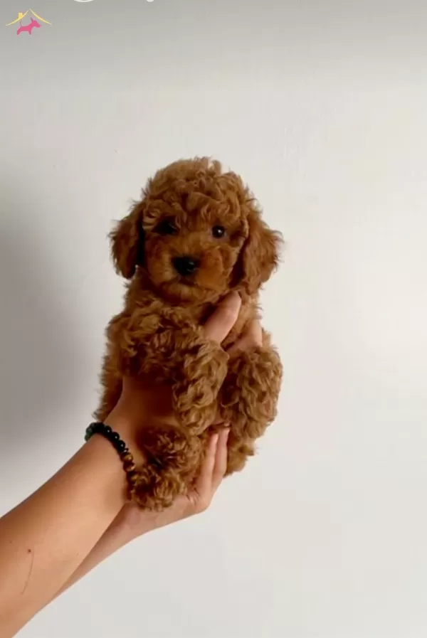 Tooy Poodle Teacup Evcil Bebekler