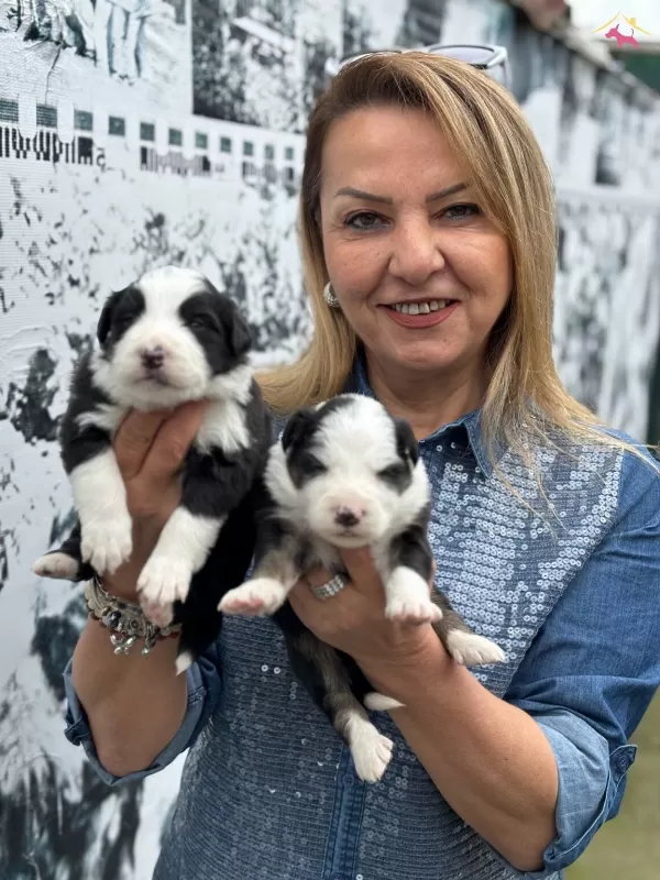 Efsane Mukemmel Border Collie Yavrularımız