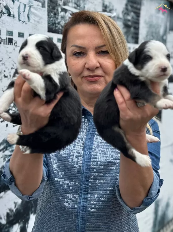Efsane Mukemmel Border Collie Yavrularımız