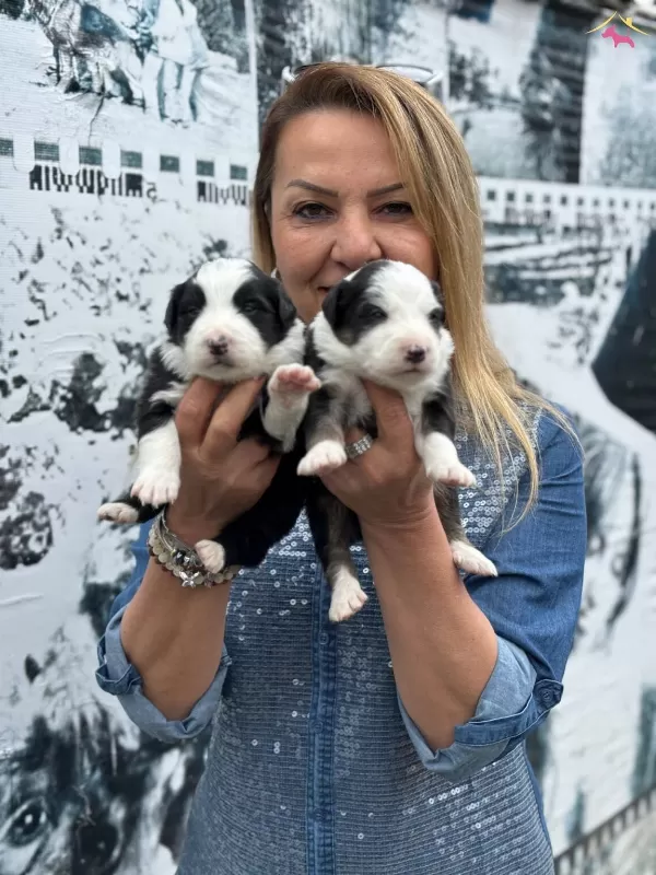 Efsane Mukemmel Border Collie Yavrularımız