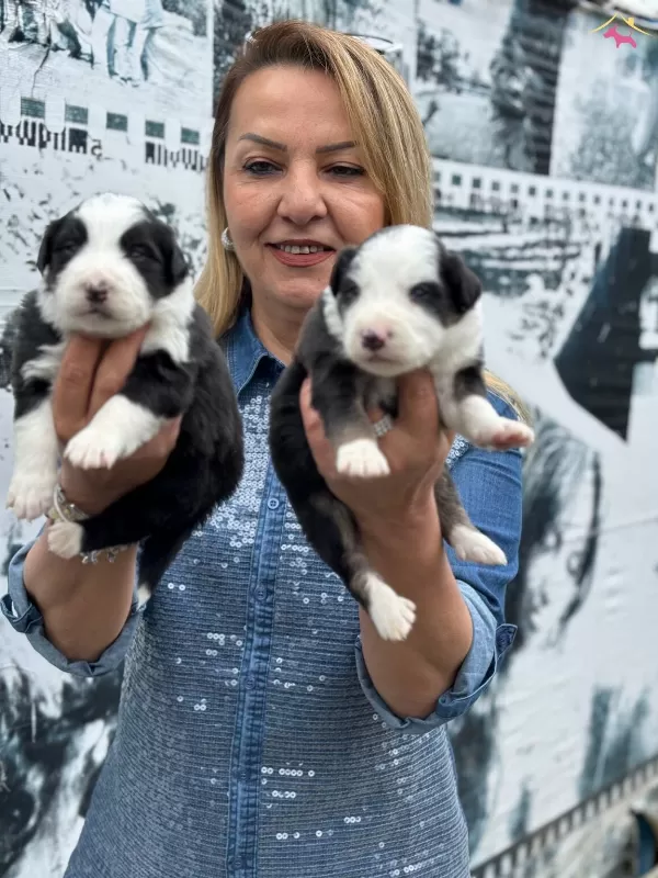Efsane Mukemmel Border Collie Yavrularımız