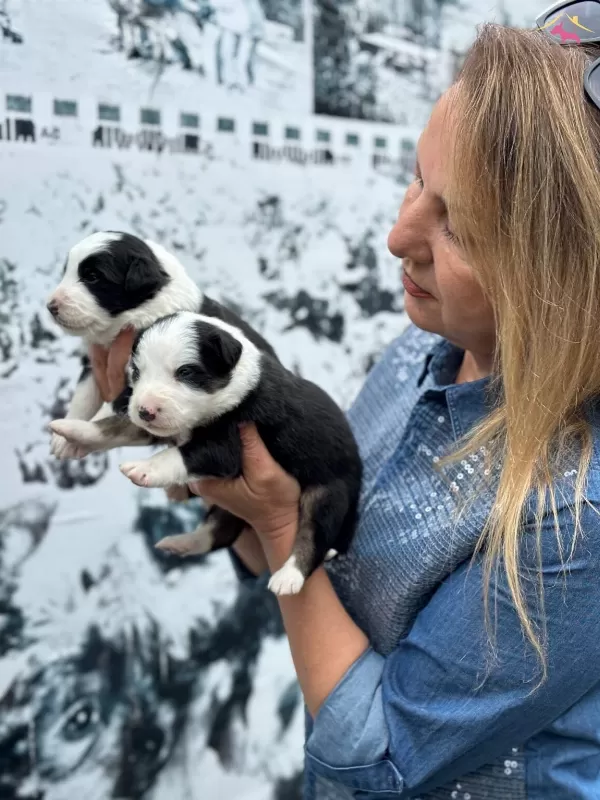 Efsane Mukemmel Border Collie Yavrularımız
