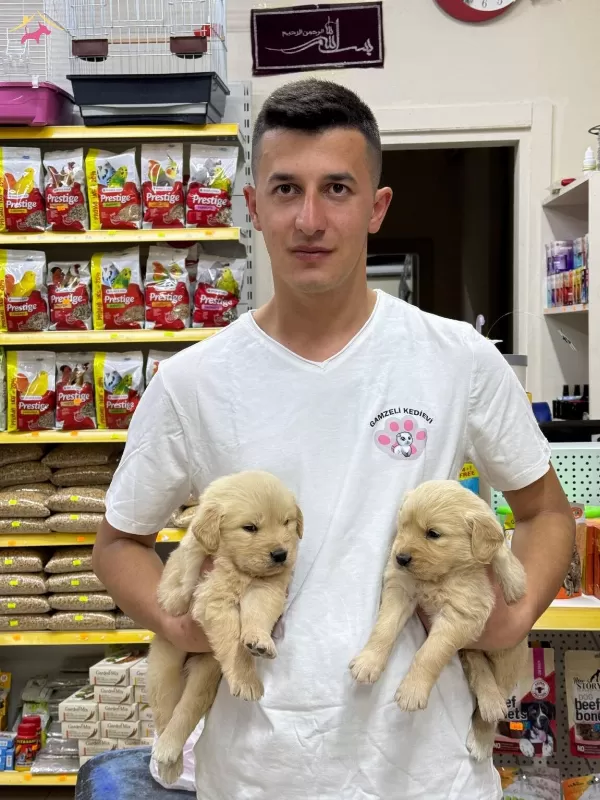 Golden Retriever Bebeklerimiz