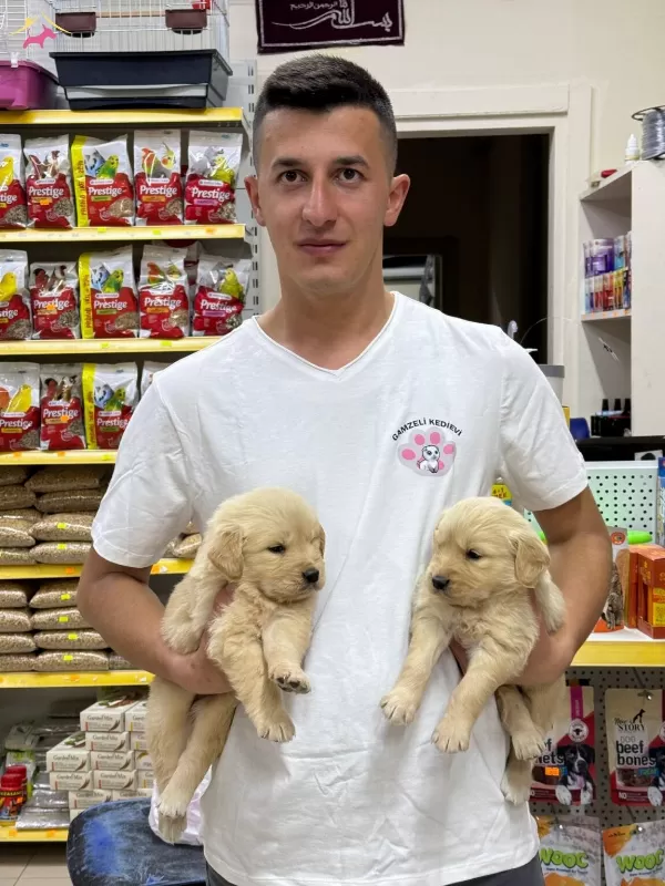 Golden Retriever Bebeklerimiz