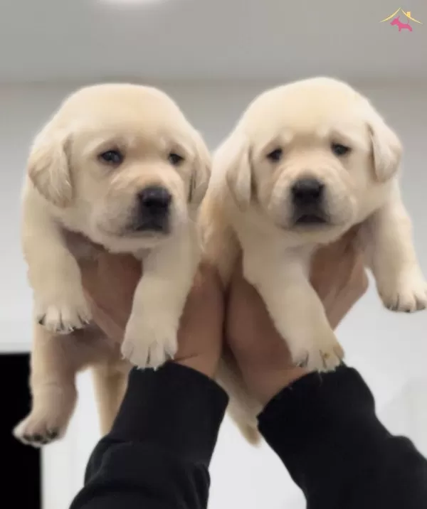 Mukkemmel Irk Kalitesinden Labrador Yavru