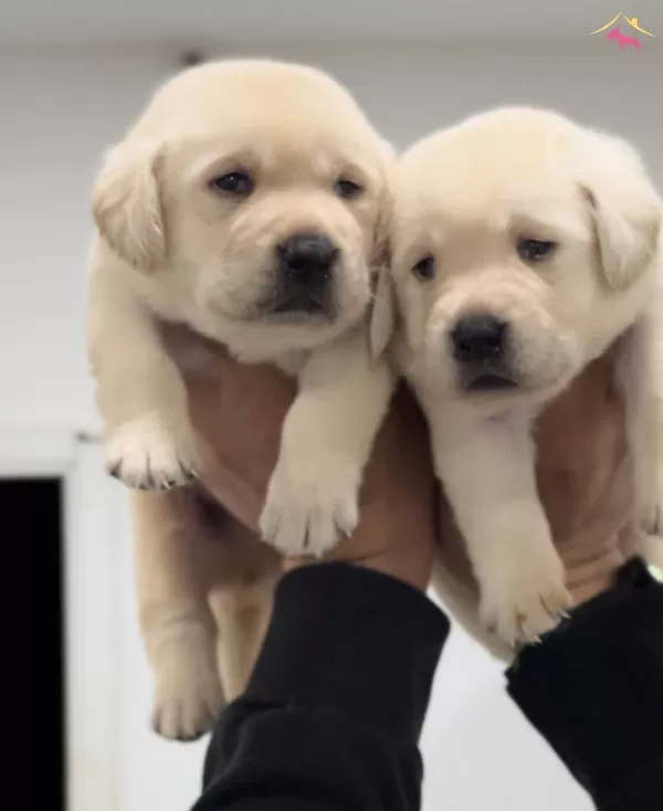 Mukkemmel Irk Kalitesinden Labrador Yavru