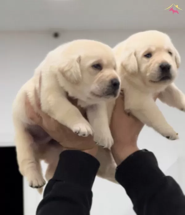 Mukkemmel Irk Kalitesinden Labrador Yavru