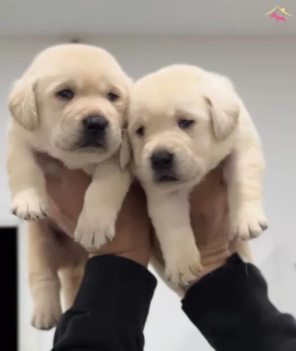 Mukkemmel Irk Kalitesinden Labrador Yavru