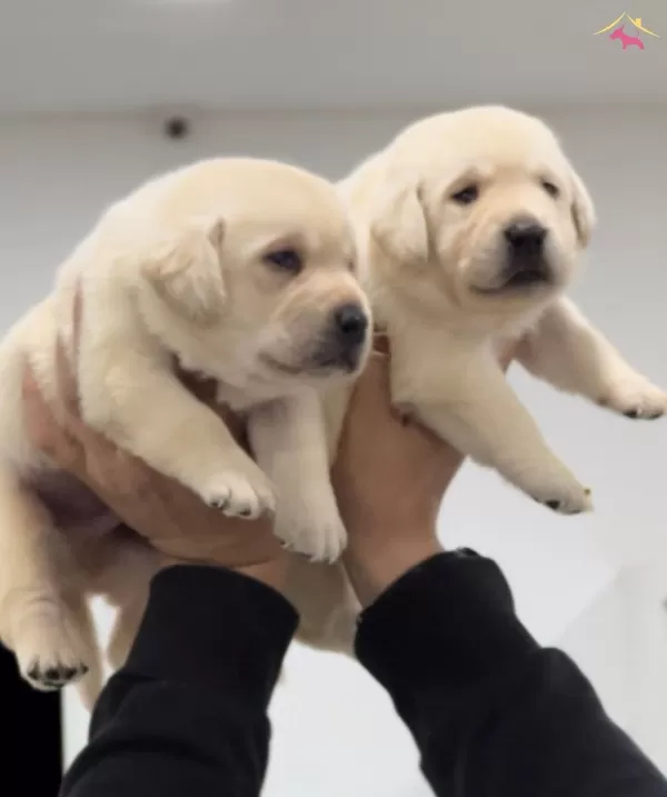 Mukkemmel Irk Kalitesinden Labrador Yavru