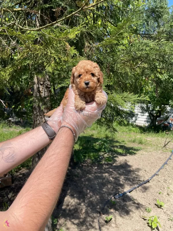 Tea Cup Toy Poodle Bebeklerimiz