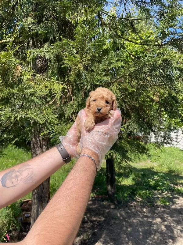 Tea Cup Toy Poodle Bebeklerimiz