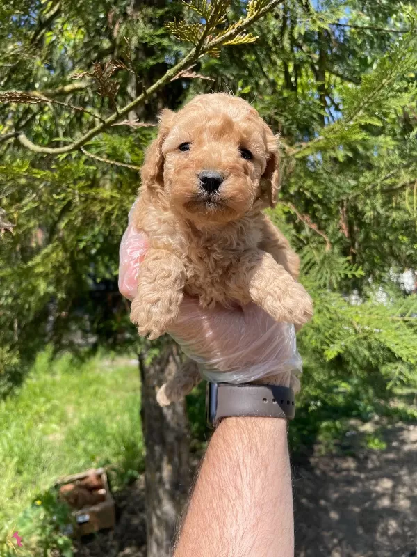 Tea Cup Toy Poodle Bebeklerimiz