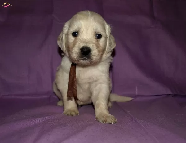 Baby Faceirk Ve Sağlık Garantili Golden Retriever Yavruları